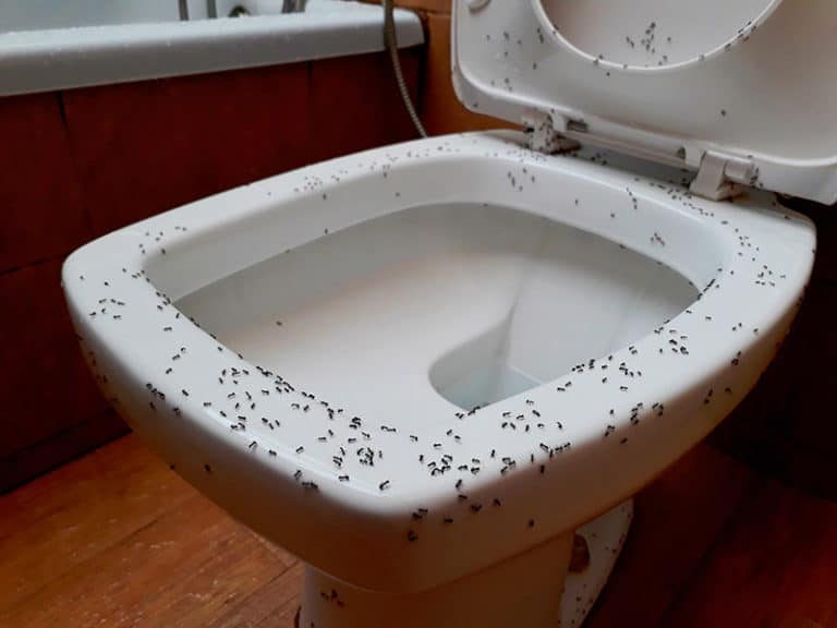 How To Get Rid Of Ants In Your Bathroom - An Easy Guide 2024