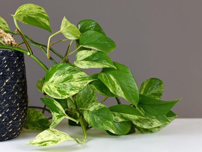 Marble Queen Money plant (Epipremnum aureum Marble Queen)