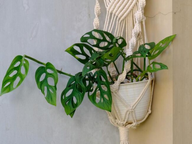 Swiss Cheese Money Plant (Monstera Adansonii)