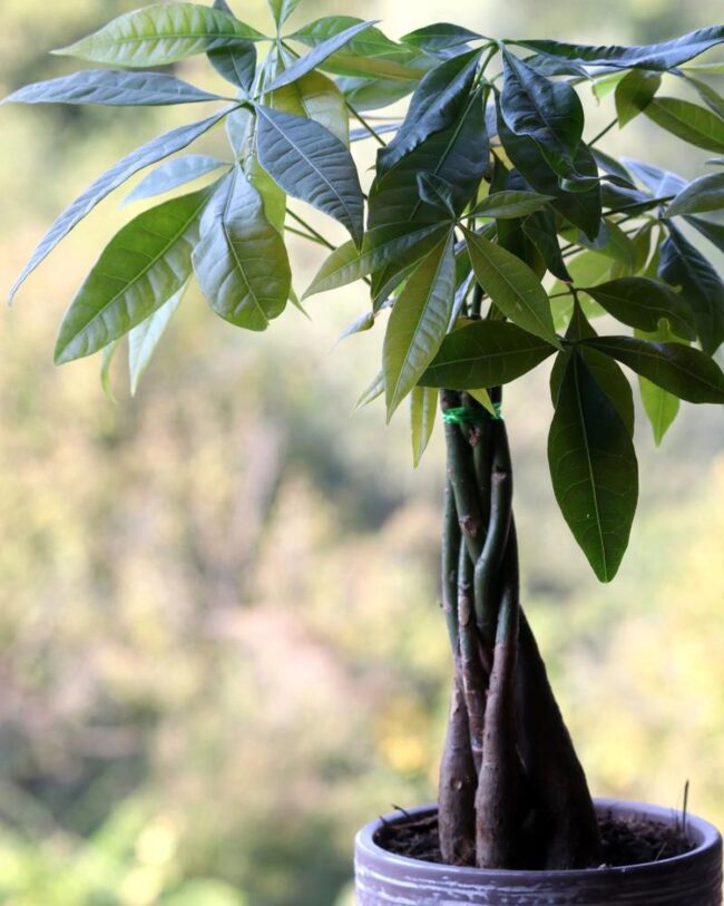 Money Tree (Pachira aquatica)