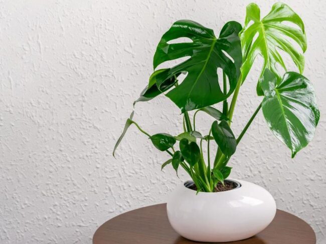 Split Leaf Money Plant (Monstera deliciosa)