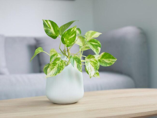 Golden Pothos (Epipremnum aureum)