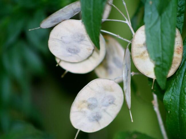 Lunaria