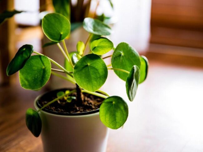 Chinese money plant (Pilea peperomioides)