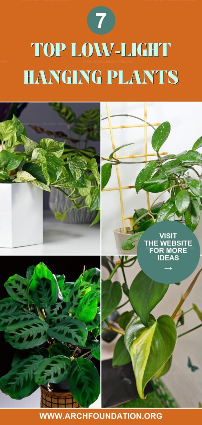 7 Gorgeous Low-Light Hanging Plants for Dark Rooms