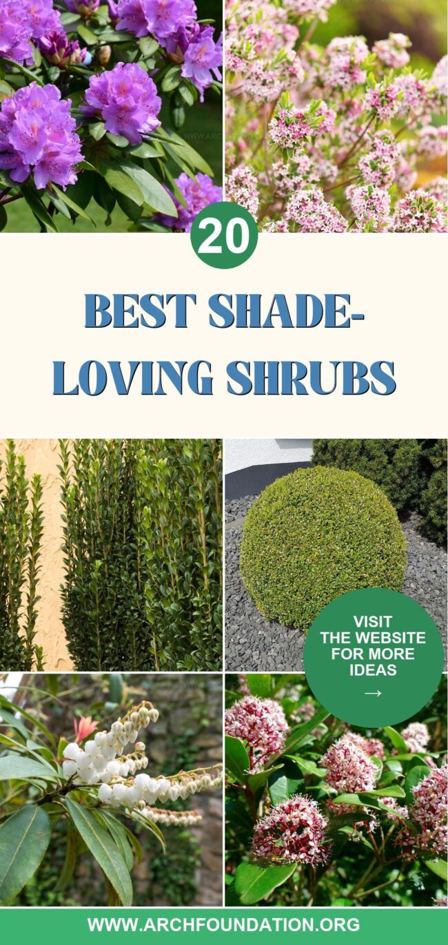 20 Beautiful Shade-Loving Shrubs to Bring Life to Your Yard