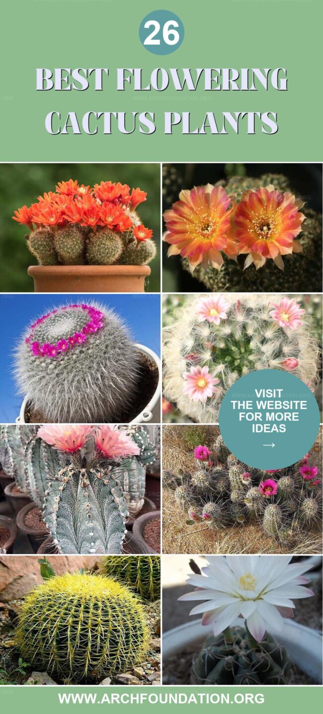 26 Best Flowering Cactus Plants for a Colorful Garden