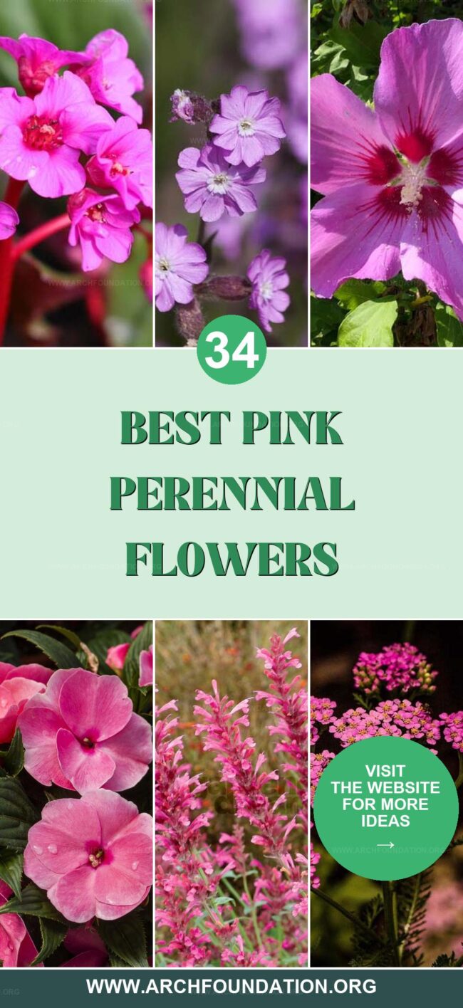 34 Gorgeous Pink Perennial Flowers to Enrich Your Yard