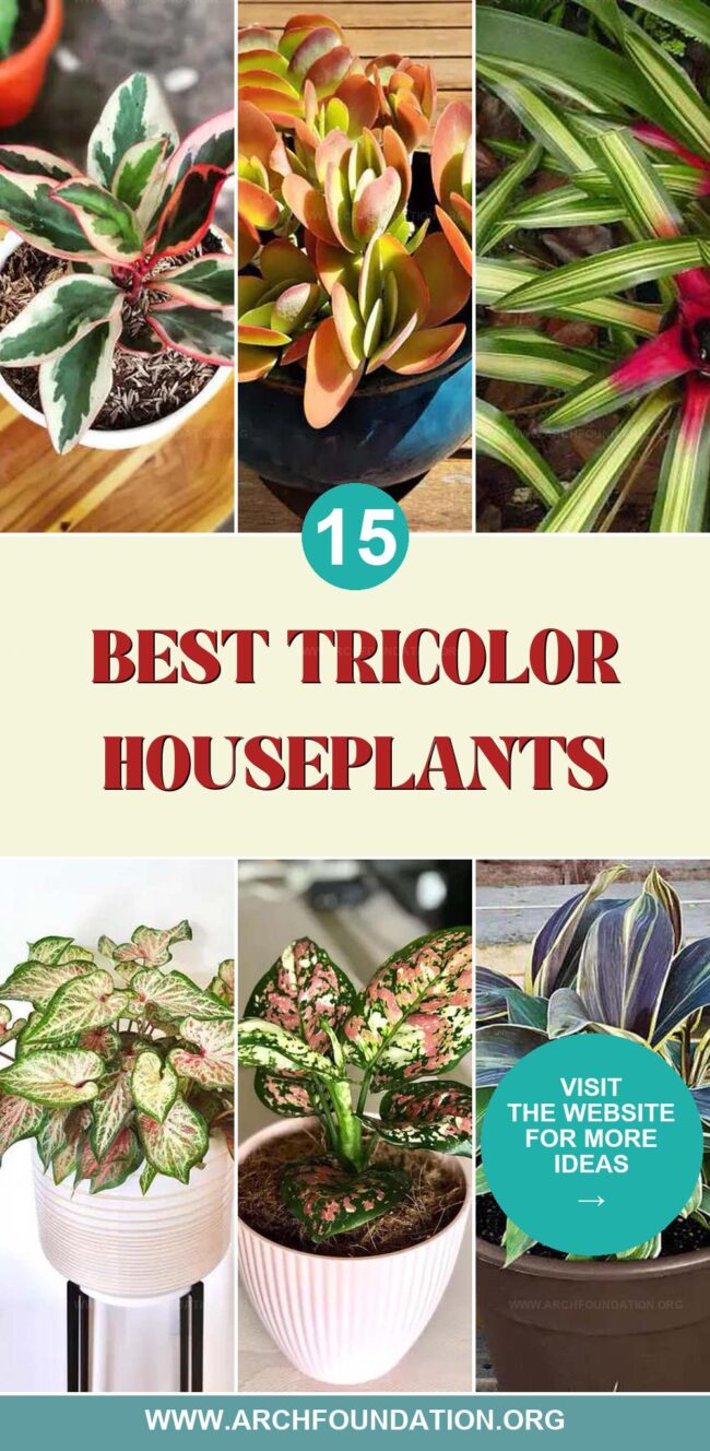 15 Stunning Tricolor Houseplants to Liven Up Your Home