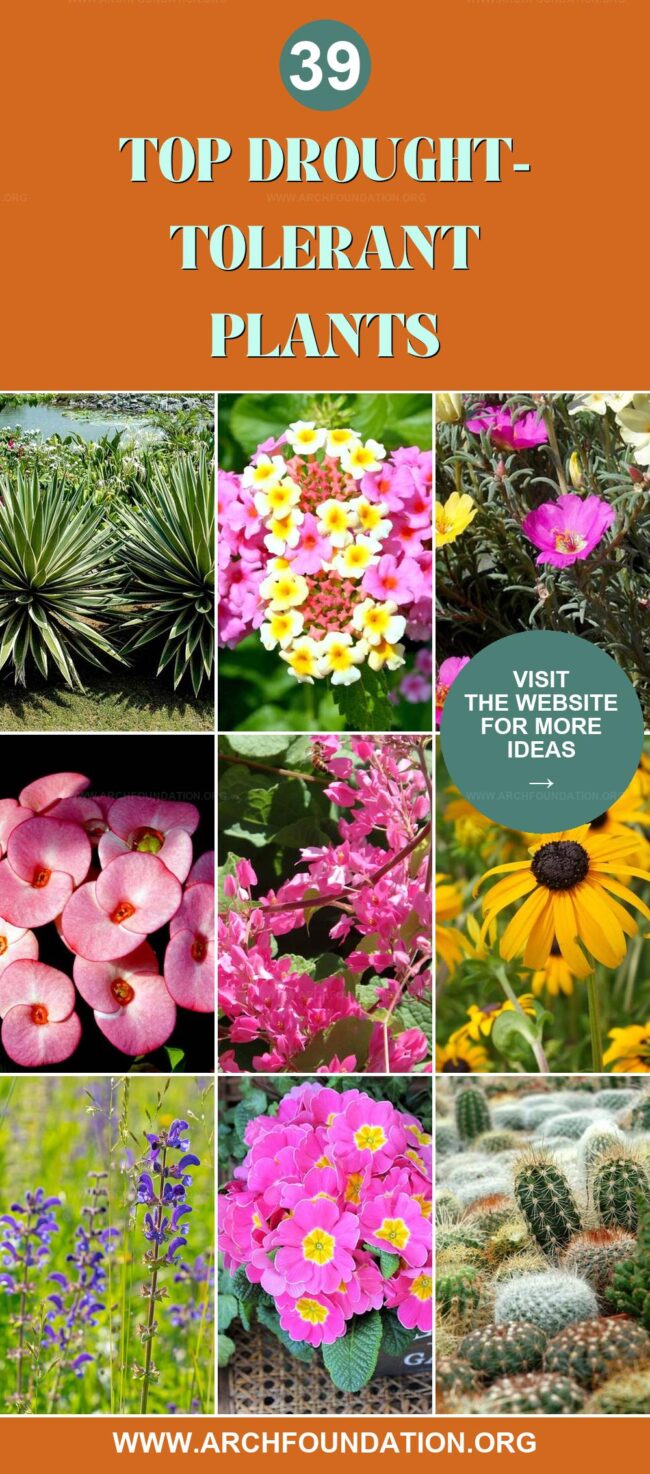 39 Gorgeous Drought-Tolerant Plants for Easy Gardens