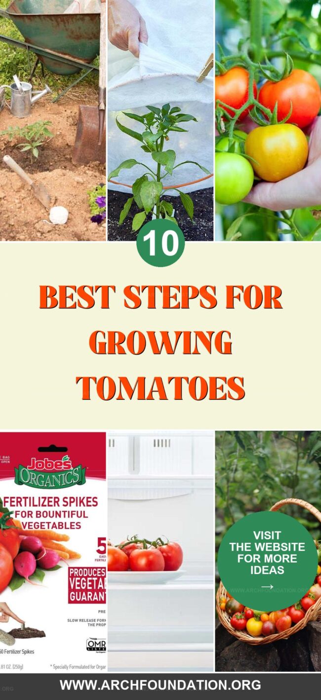 10 Easy Steps to Grow Over 50 Pounds of Tomatoes Per Plant