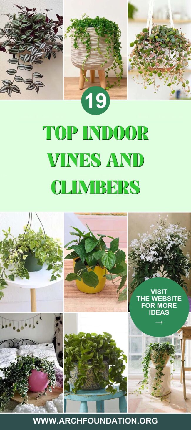 19 Stunning Indoor Vines and Climbers for Home Decor