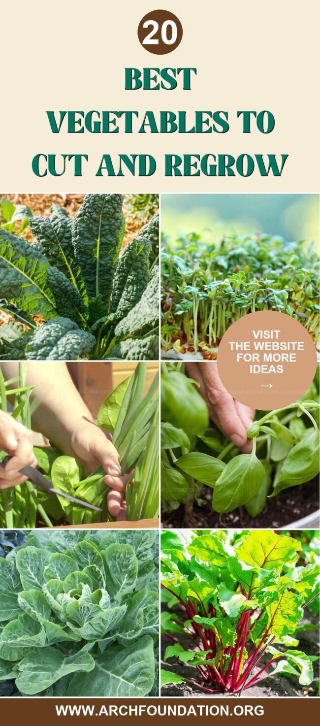 20 Vegetables You Can Cut and Regrow at Home