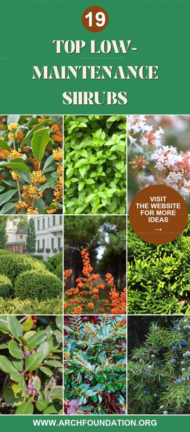 19 Easy-Care Shrubs for a Low-Maintenance Garden