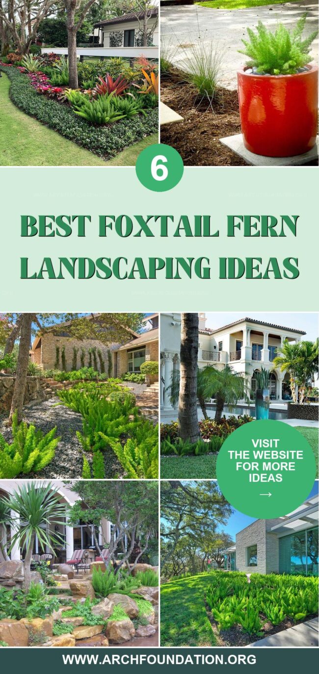 6 Gorgeous Foxtail Fern Designs for Your Garden