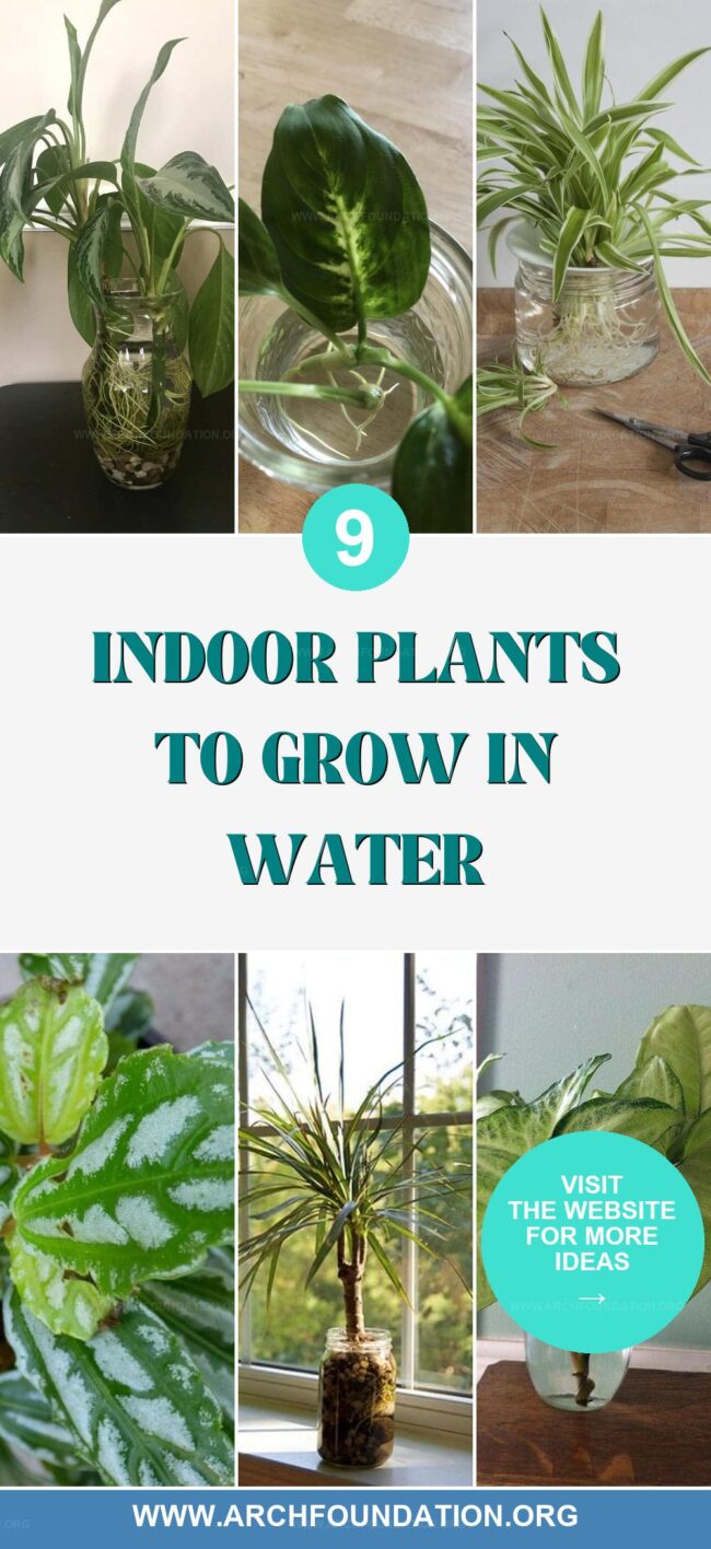 9 Easy Indoor Plants to Grow in Water for a Fresh Look