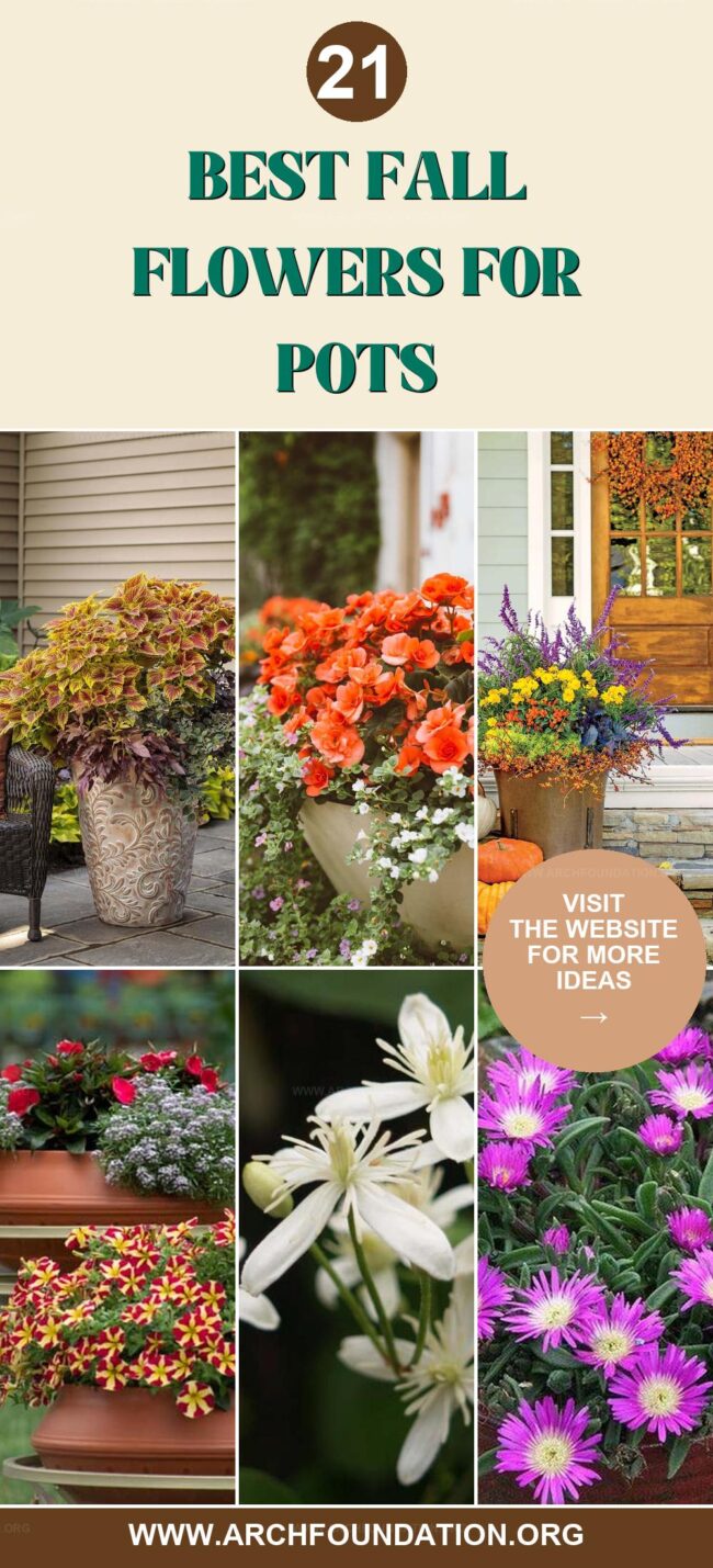 21 Beautiful Fall Flowers for Colorful Pots and Containers