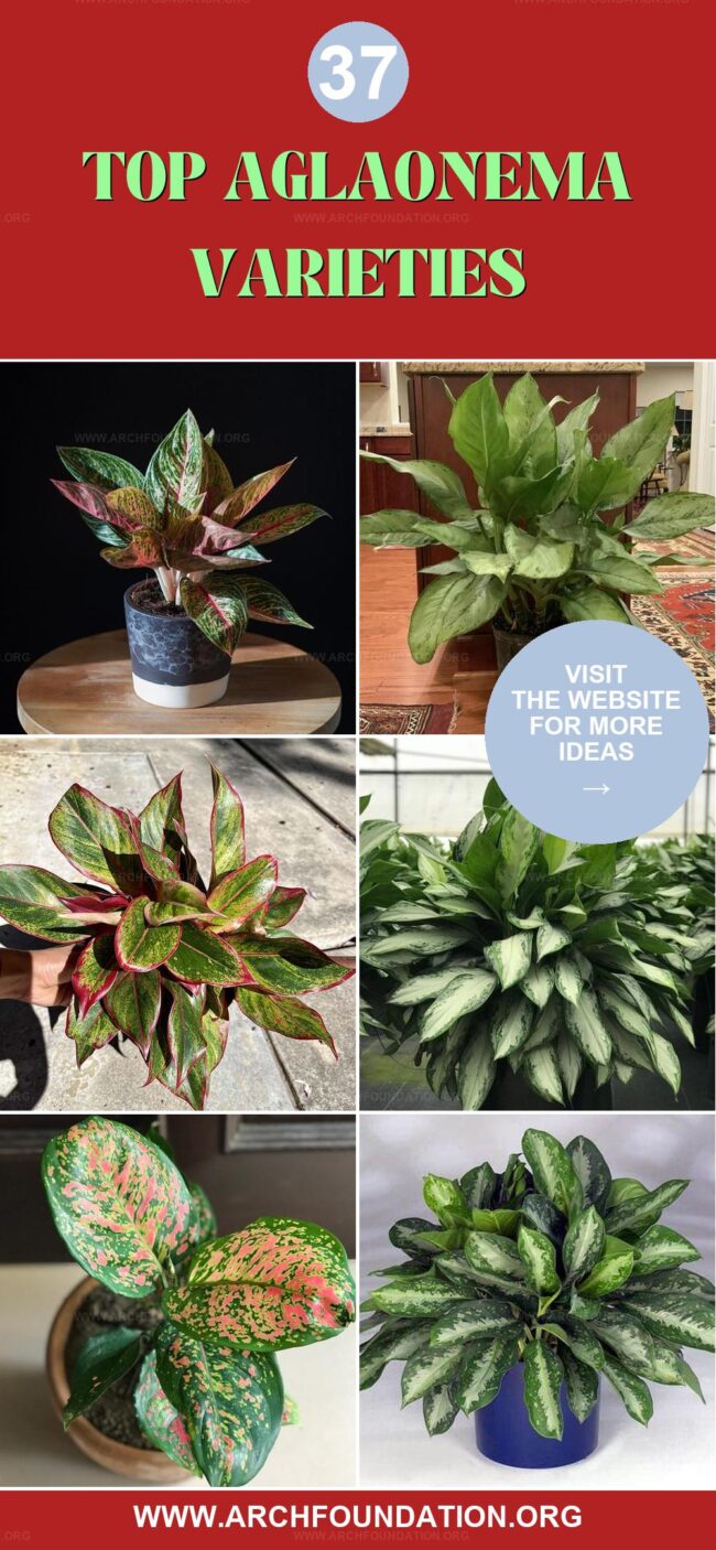 37 Stunning Aglaonema Types: Names and Photos Included