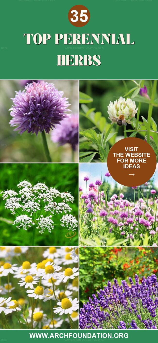 35 Beautiful Perennial Herbs to Grow and Enjoy Forever