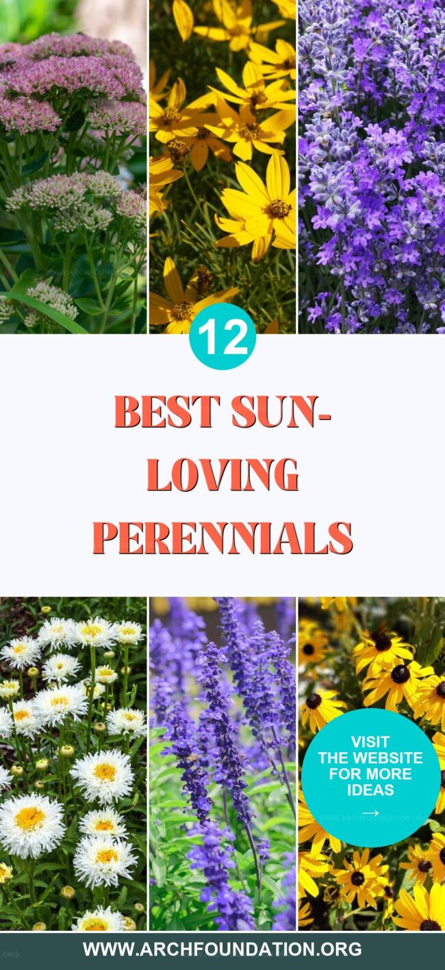 12 Best Sun-Loving Perennials for Bright Gardens