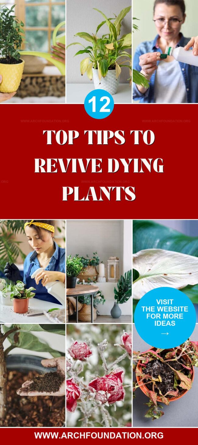 12 Simple Hacks to Revive Your Dying Plants