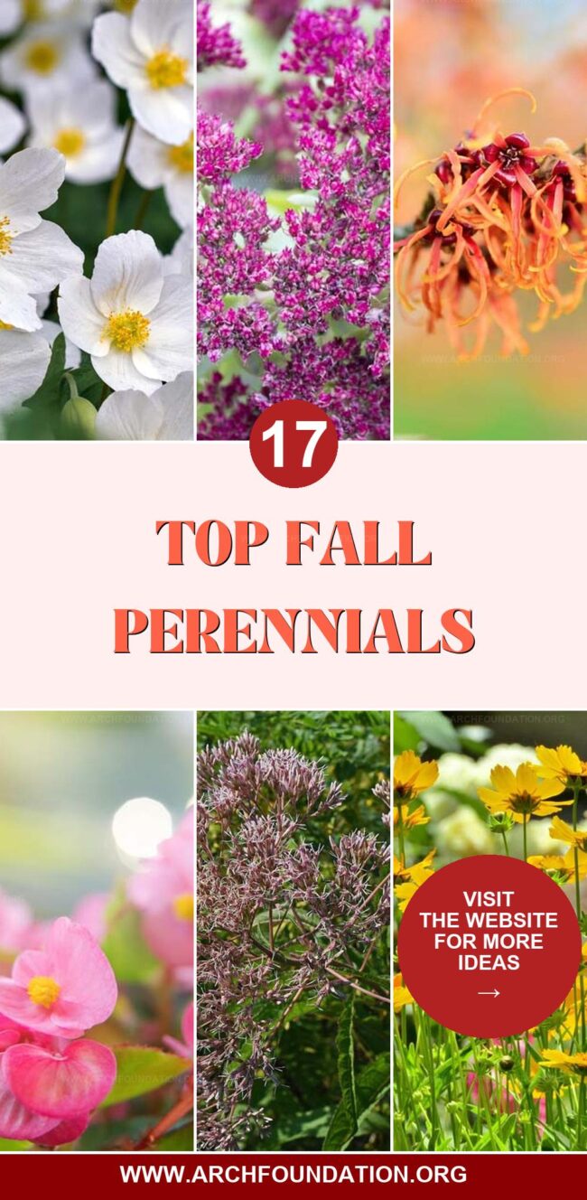 17 Best Fall Perennials to Brighten Your Landscape