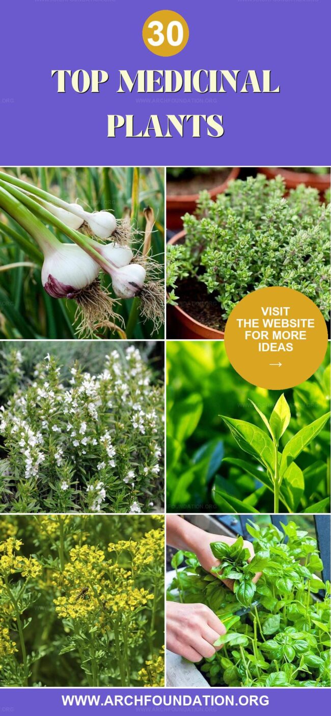 30 Beneficial Medicinal Plants for Your Garden Pharmacy