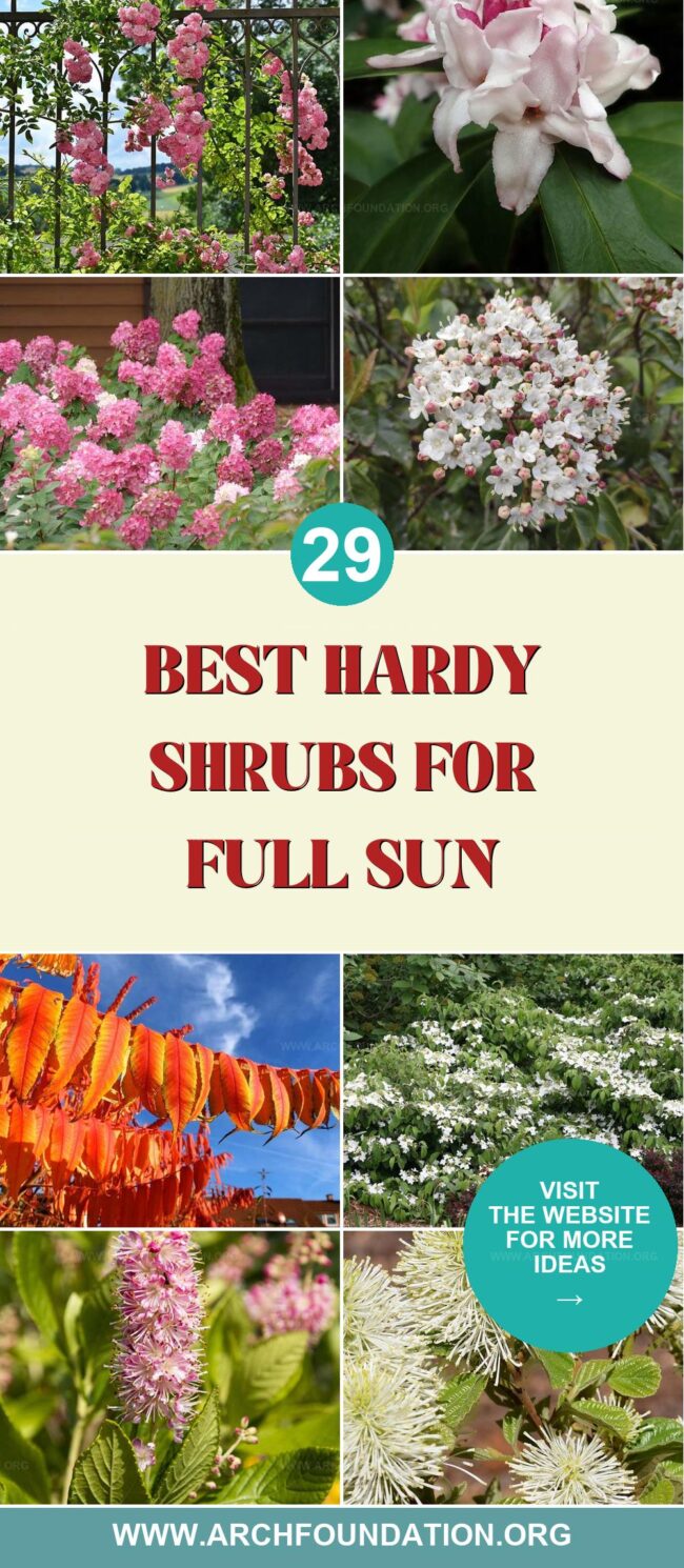 29 Hardy Shrubs That Flourish in Full Sun and Heat