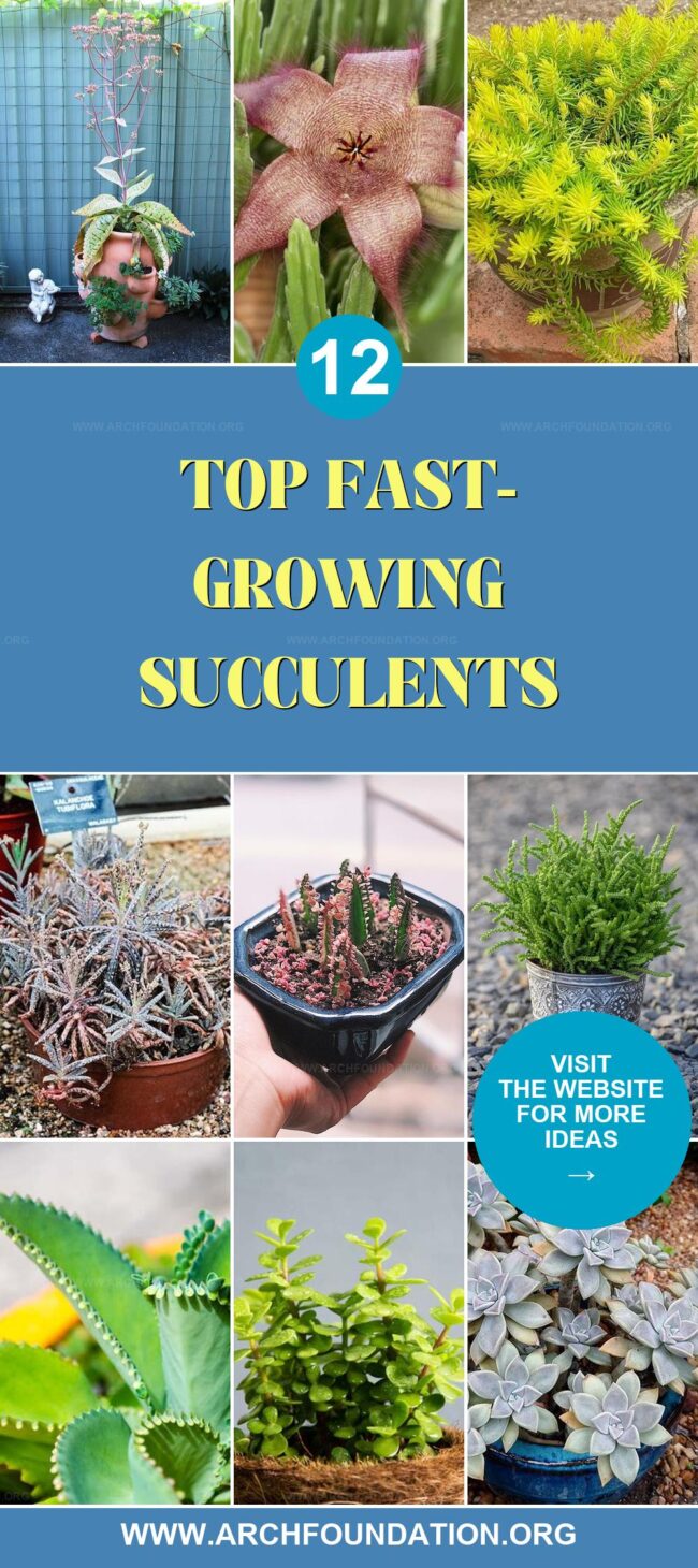 12 Fast-Growing Succulents That Are Incredibly Easy to Maintain