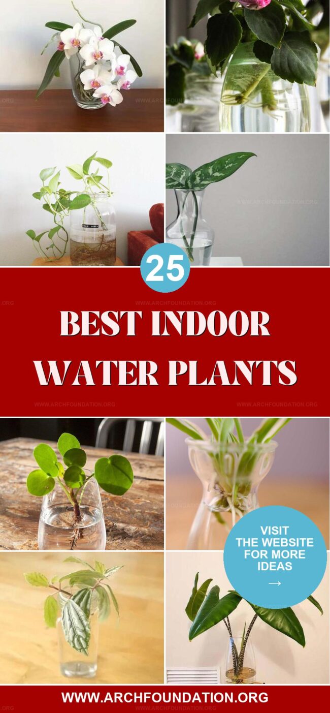 25 Best Indoor Water Plants for a Fresh Home