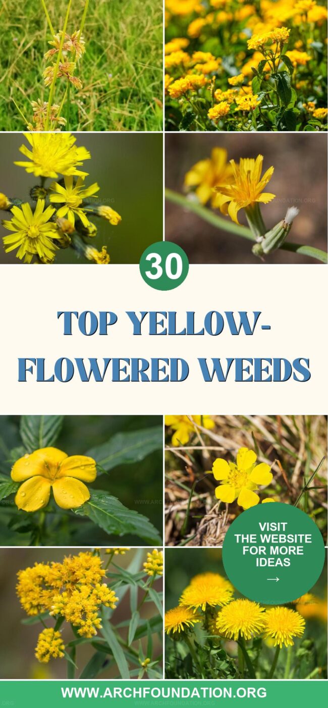 30 Yellow-Flowered Weeds and Control Guide