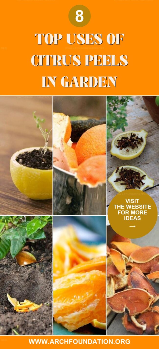 8 Genius Uses for Citrus Peels in Your Garden