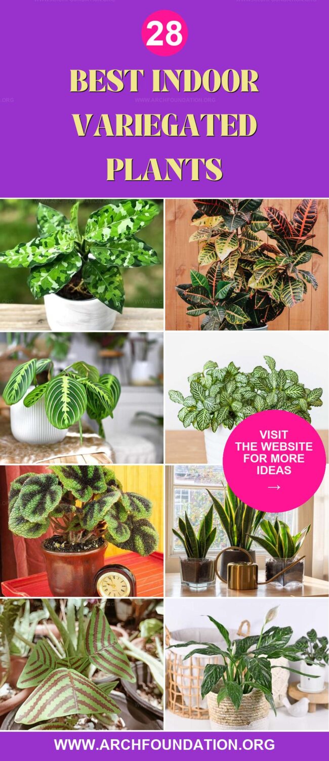 28 Best Indoor Variegated Plants with Stunning Patterns