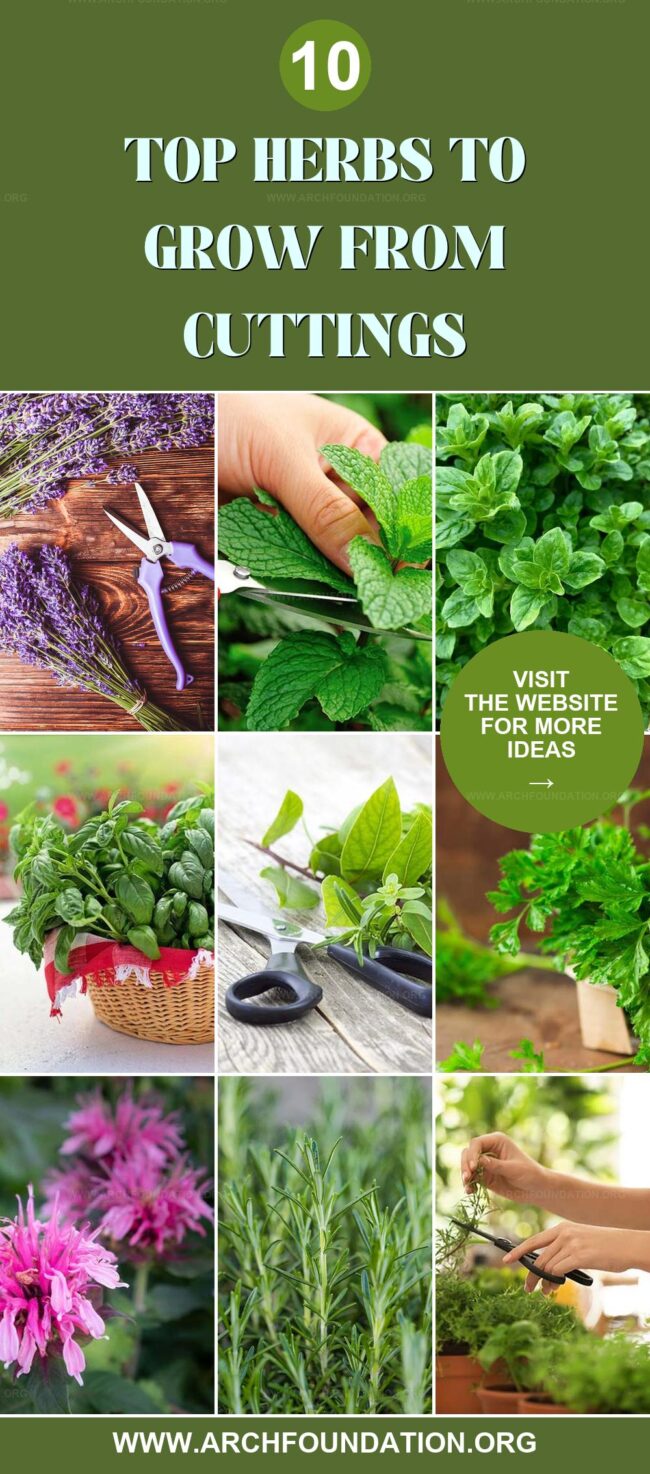 10 Herbs to Easily Grow from Cuttings at Home