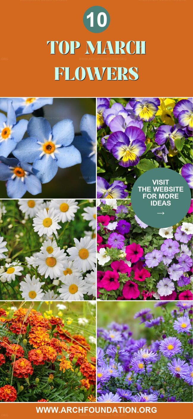 10 Top March Flowers for a Vibrant Garden Bloom