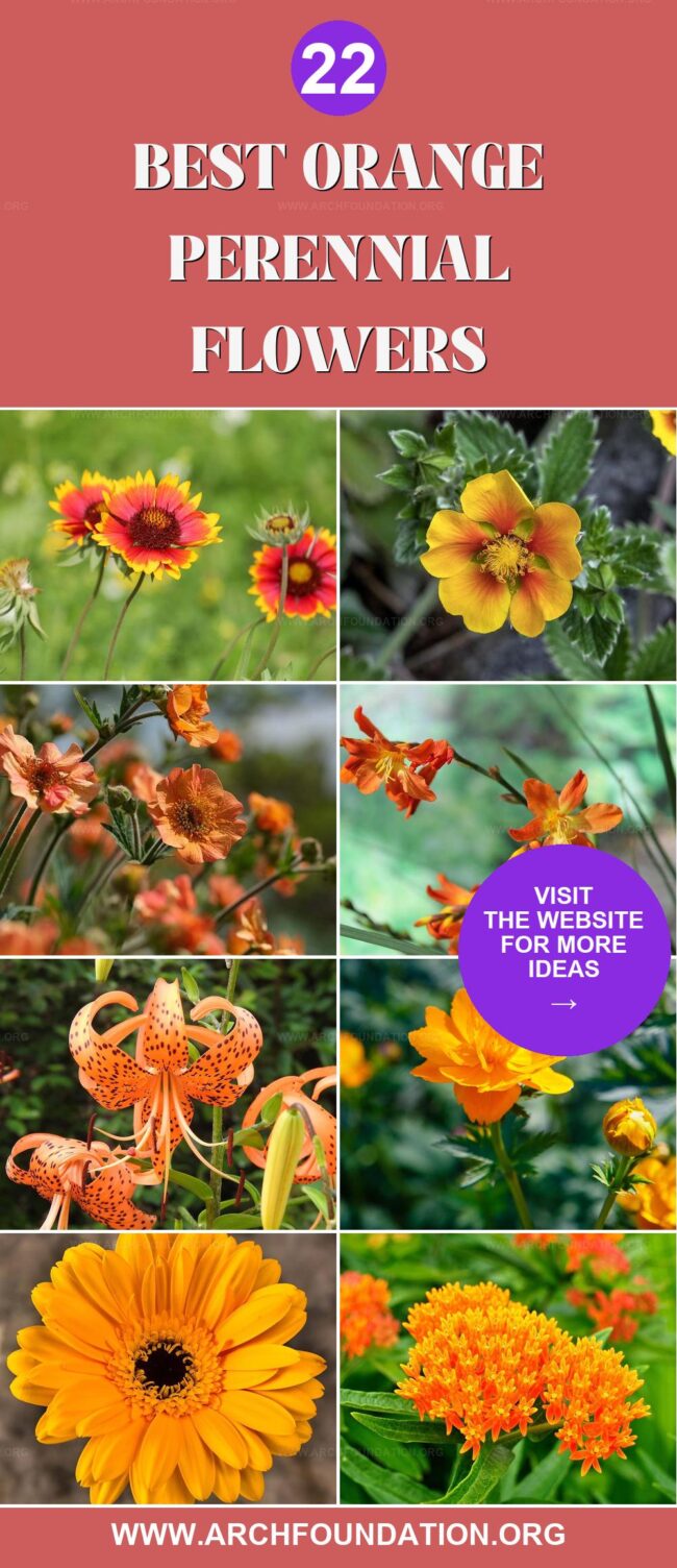 22 Amazing Orange Perennials for Your Garden