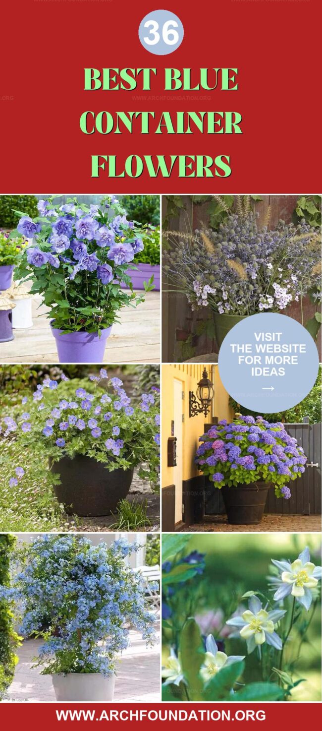 36 Best Blue Flowers for Container Gardens