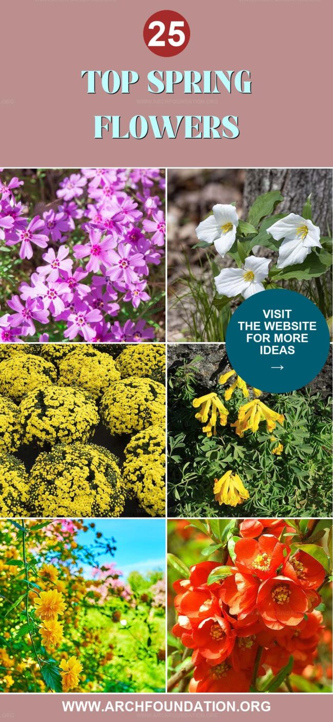 25 Vibrant Early Spring Flowers for Your Landscape