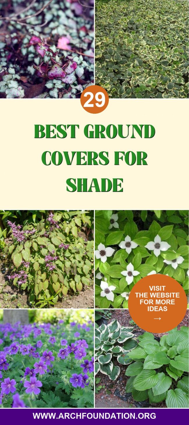 29 Beautiful Ground Covers That Thrive in Shade