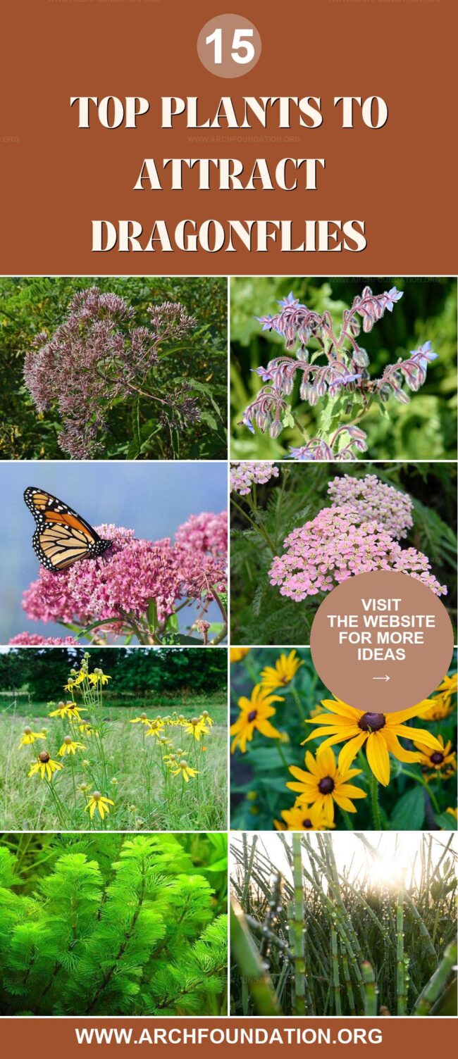 15 Best Plants to Attract Dragonflies & Deter Mosquitoes