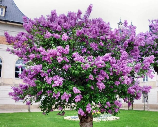 Korean Lilac (Syringa Pubescens) Image 2