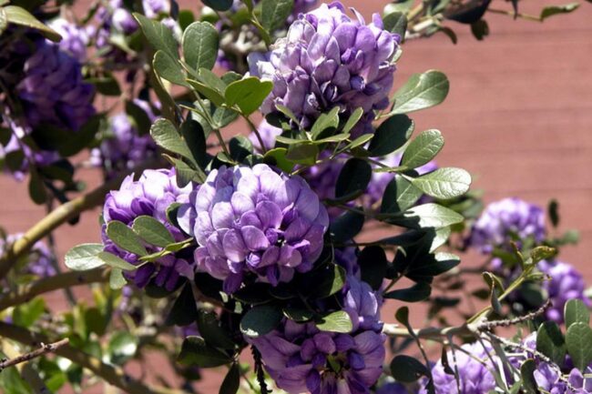 Texas Mountain Laurel (Sophora Secundiflora) Image 1