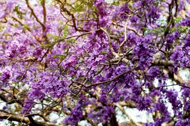 Jacaranda Tree (Jacaranda Mimosifolia) Image 1