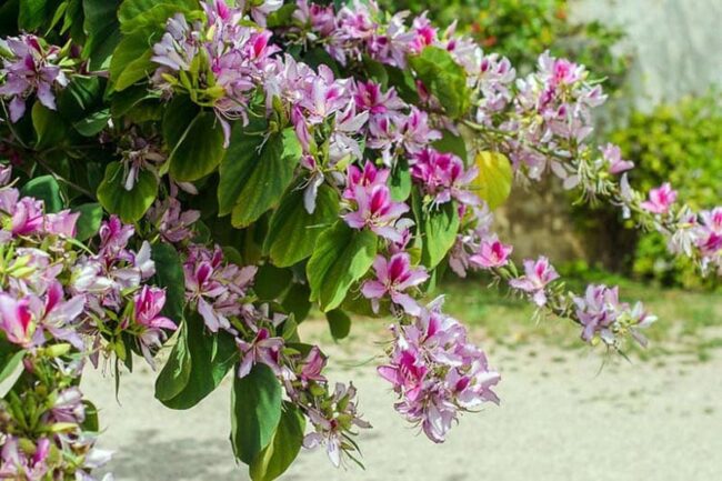 Purple Orchid Tree (Bauhinia Purpurea) Image 2