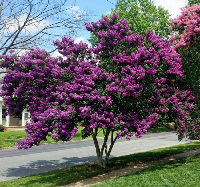 Crape Myrtle (Lagerstroemia Speciosa) Image 2