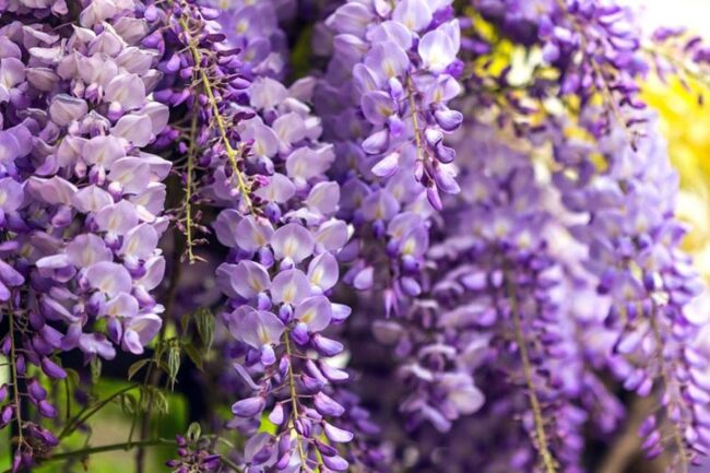 Purple Wisteria Tree (Wisteria Sinensis) Image 1