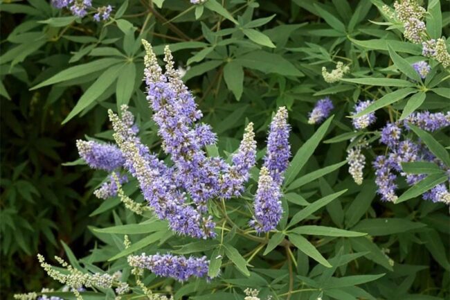 Chaste Tree (Vitex Agnus-castus) Image 1