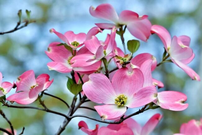 Purple Dogwood (Cornus Florida Purple Glory) Image 1