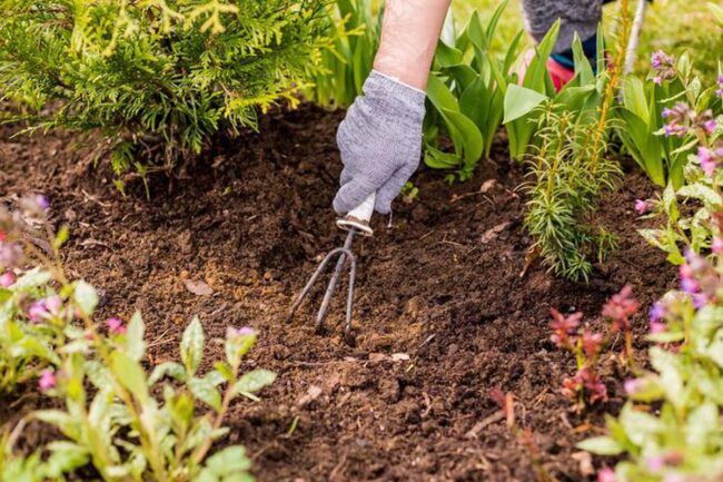 Removing Weeds by Hand