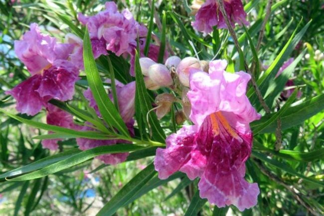 Desert Willow (Chilopsis Linearis Burgundy) Image 1